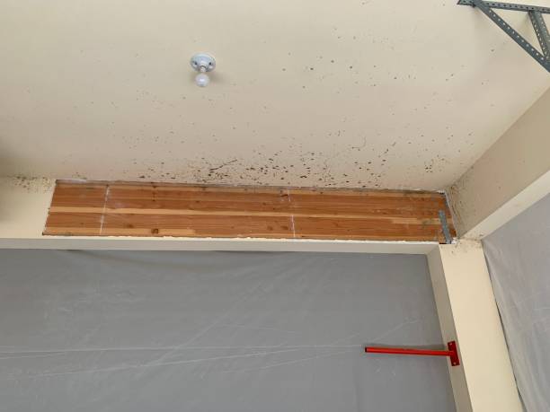 Best Black Mold Removal  in Nevada, IA